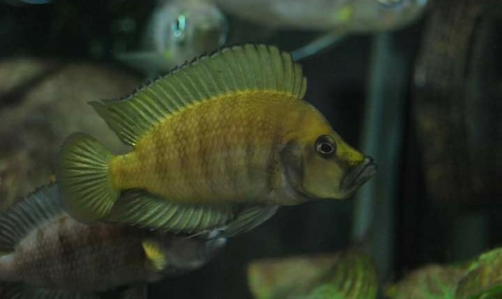 Altolamprologus compressiceps 'Cape Chaitika'